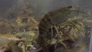 Bir akvaryum içinde su kaynıyor hayatta kerevit