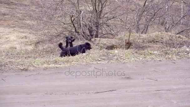 Three stray dogs running around in the park — Stock Video