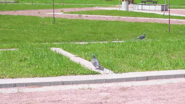 Las palomas caminan por el sendero en la hierba verde en un claro día soleado de primavera. — Vídeos de Stock