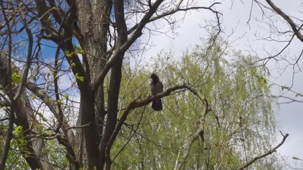 Le corbeau est assis sur une branche d'arbre et décolle en quelques secondes — Video