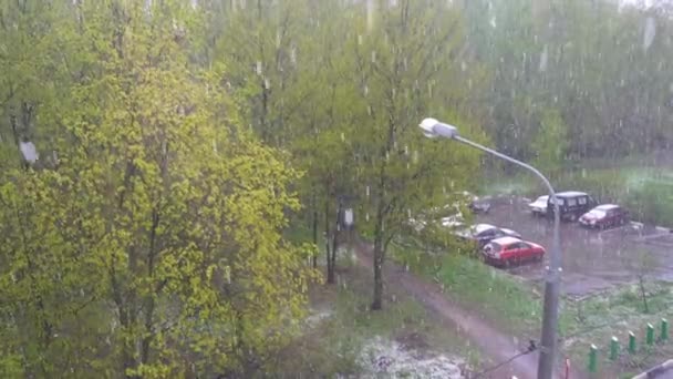 Schneefall im grünen Frühlingswald in Moskau — Stockvideo