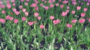 Taze çiçekler pembe ve mor laleler tarafından kaplı güzel bahar Parkı.