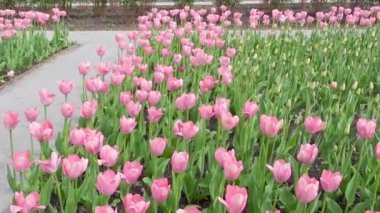 Taze çiçekler Pembe Lale tarafından kaplı güzel bahar Parkı.