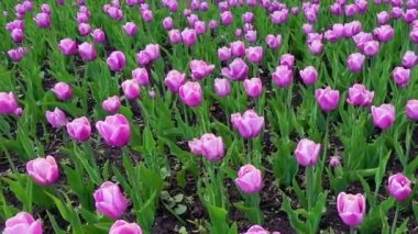 Taze çiçekler mor laleler tarafından kaplı güzel bahar Parkı.