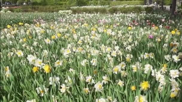 Beautiful spring park covered by fresh flowers pink and purple tulips. — Stock Video