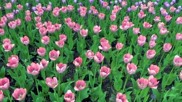 Красивий весняний парк, вкритий свіжими квітами рожевими тюльпанами . — стокове відео
