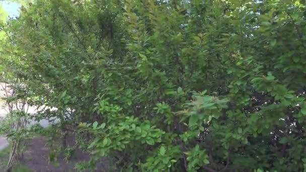 Buisson vert dans le parc. Paysage printanier 