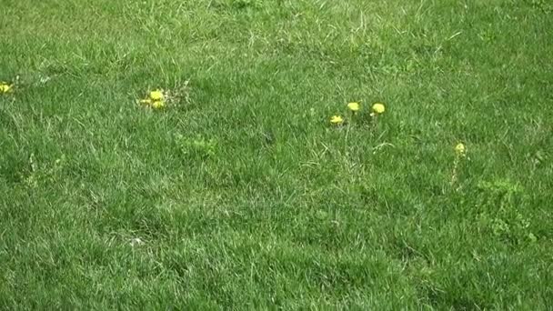 Dientes de león en flor sobre hierba verde — Vídeo de stock