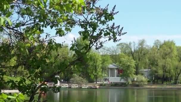 Beautiful view of the pond in the park — Stock Video