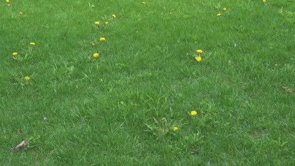 Цветущие одуванчики на зеленой траве — стоковое видео