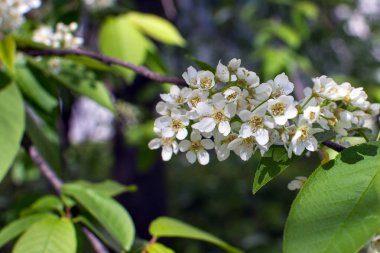 Şu yeni gelişen bir elma ağacı ile şube