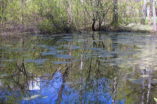Естественный болотный пруд — стоковое фото