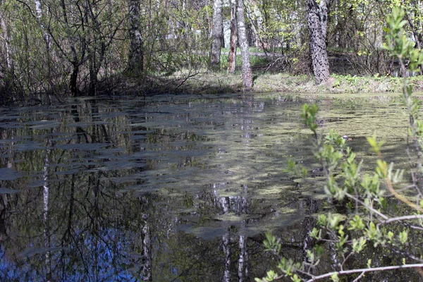 Естественный болотный пруд — стоковое фото