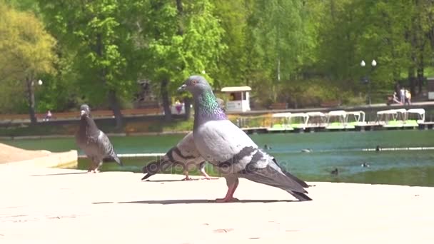 Tres palomas sentadas cerca del agua — Vídeos de Stock