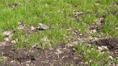 Yeşil çimenlerin üzerinde bir kuş