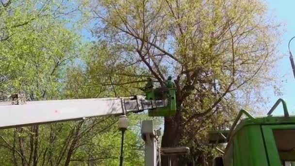 MOSCOW, RUSSIA - 18 Mei 2017: Para pekerja mencabut dahan-dahan kering dari pohon-pohon di Taman Gorky — Stok Video