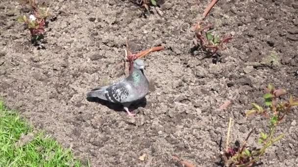 Pigeon marchant sur le sol dans l'herbe . — Video