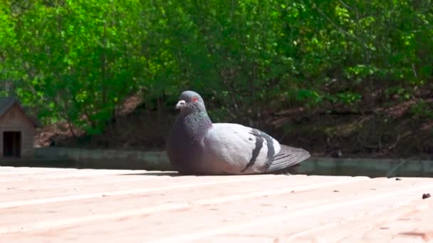 Pombo senta-se em uma plataforma de madeira em um fundo de árvores verdes — Vídeo de Stock