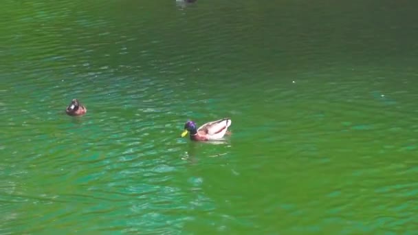 Patos nadando em uma lagoa — Vídeo de Stock