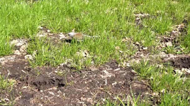 Un pájaro en la hierba verde — Vídeos de Stock