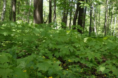 Yeşil çim Şehir Parkı
