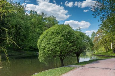 bir gölet Park yakınında ağaçlar