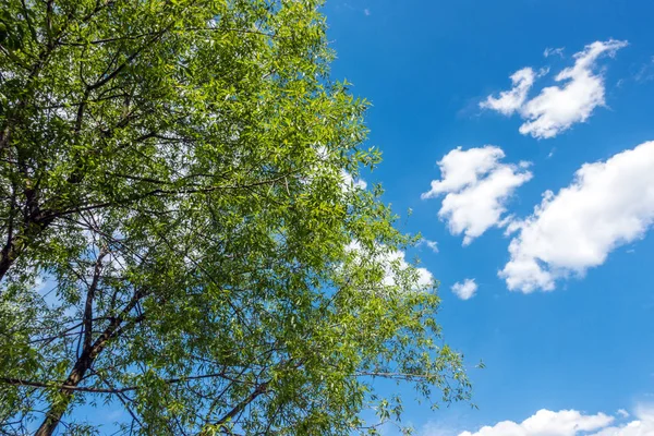 Schöne Bäume am Himmel Hintergrund — Stockfoto