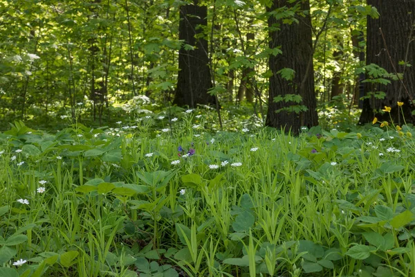 Grön gräsmatta stadsparken. Vårens blommor. — Stockfoto