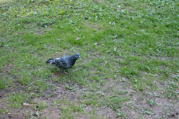 Pigeon marche sur le sol — Photo