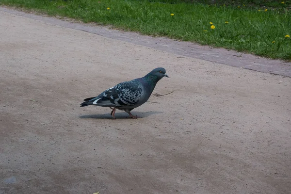 Caminhada de pombo no chão — Fotografia de Stock