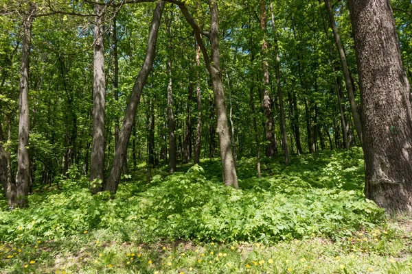 Arbres dans la forêt.. Vert forêt de printemps — Photo