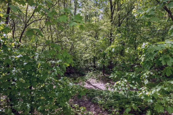 Arbre forestier été — Photo