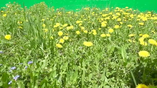 Paardebloemen op groen gras — Stockvideo