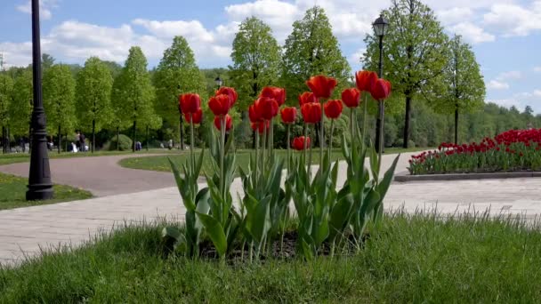 Vackra tulpaner flower i park. — Stockvideo