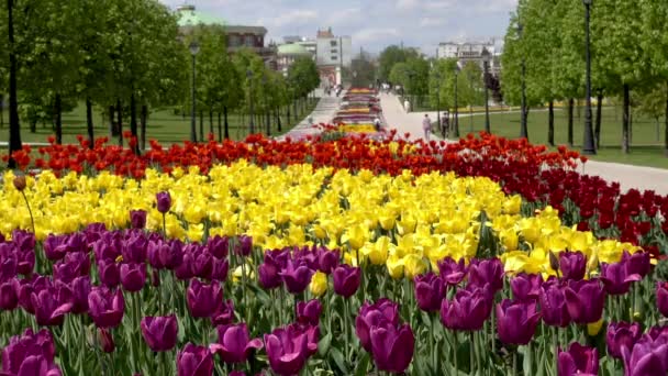 Hermosa flor de tulipanes en parque . — Vídeo de stock