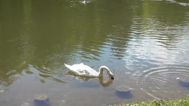 Cisne branco nadando em um lago — Vídeo de Stock