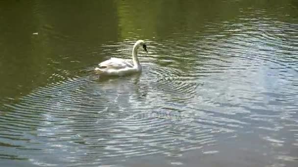 Cisne branco nadando em um lago — Vídeo de Stock