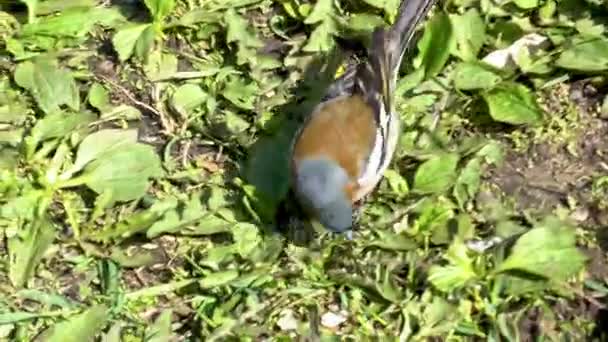 O pássaro estava olhando uma comida comendo no chão — Vídeo de Stock