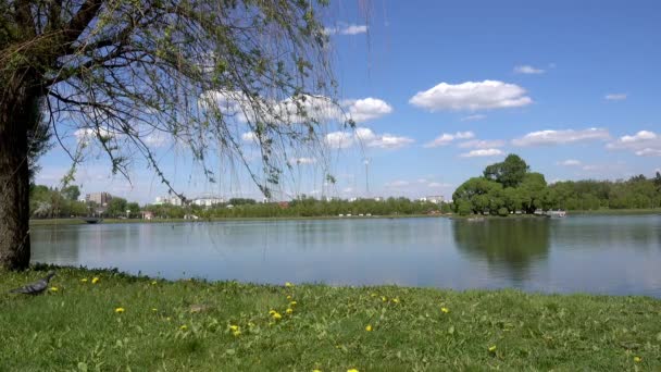Beautiful pond in the park. Sredniy Tsaritsynskiy prud. Tsaritsyno Park. — Stock Video