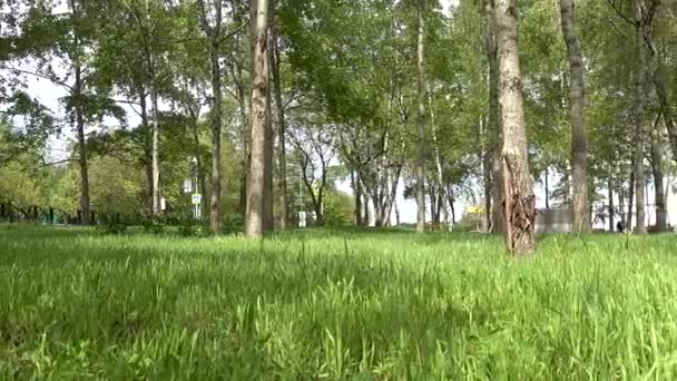 Зеленая трава и деревья в парке — стоковое видео