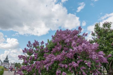 Leylak mavi gökyüzü arka plan üzerinde