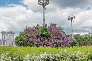 Leylak mavi gökyüzü arka plan üzerinde