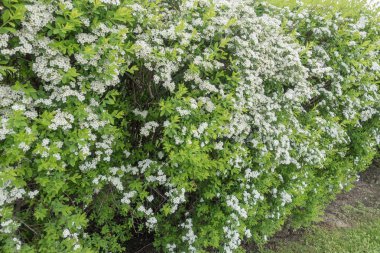 Beyaz çiçekler açan bir çalı