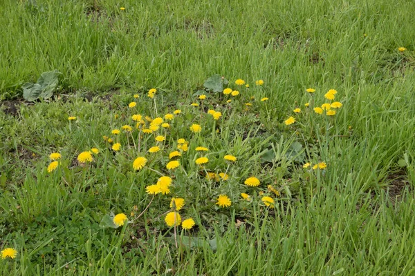 Grönt fält av gräs eller gräsmatta full av maskrosor som är blommor. — Stockfoto