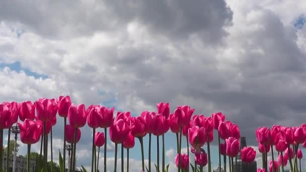МОСКВА, Россия - 27 мая 2017 года: Тюльпаны на ВДНХ — стоковое видео