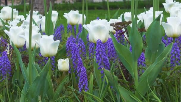 Güzel mavi ve beyaz çiçekler vınlamak dışarı. — Stok video