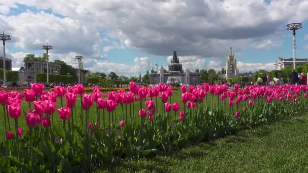 Pink tulips on VDNKh — Stock Video