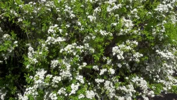 Beyaz çiçekler açan bir çalı — Stok video
