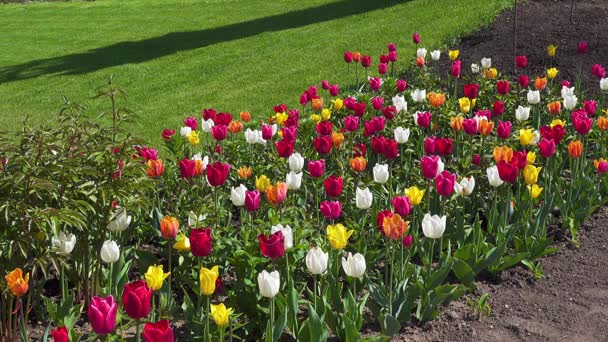 Schöne Tulpen auf vdnkh — Stockvideo