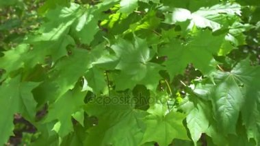 Yeşil akçaağaç yaprakları rüzgarda sallanıyor